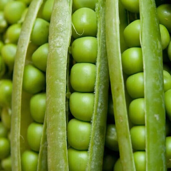 West Coast Seeds Shelling Pea Seeds